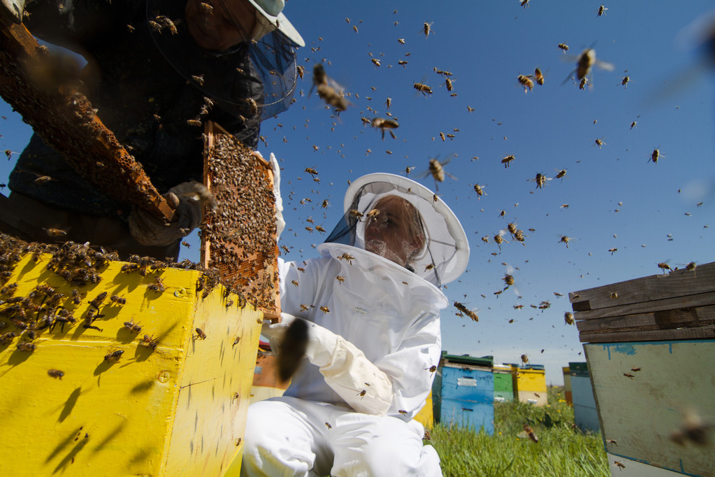 Les Ailes de la Colère : la plus étrange des attaques préméditées à l'aide d'abeilles 