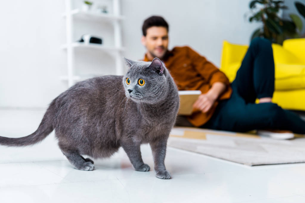 Le parasite des chats : l'infection silencieuse qui inquiète les scientifiques
